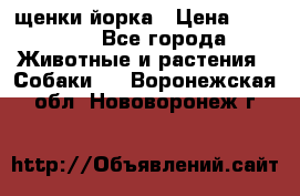 щенки йорка › Цена ­ 15 000 - Все города Животные и растения » Собаки   . Воронежская обл.,Нововоронеж г.